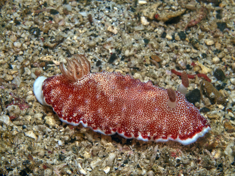 Nudibranch, Monkey Beach Wreck